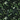 Foliage